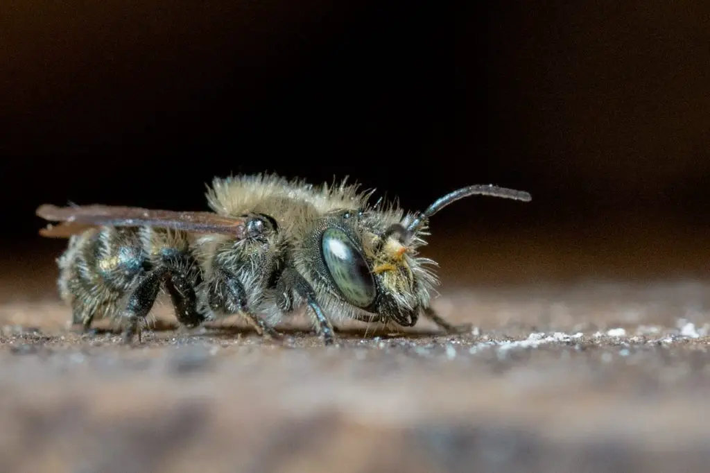 mason bee photo close up
