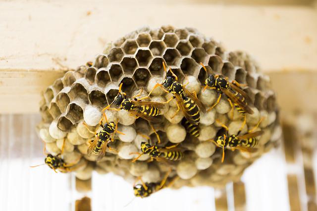female worker wasps surrounding the nest