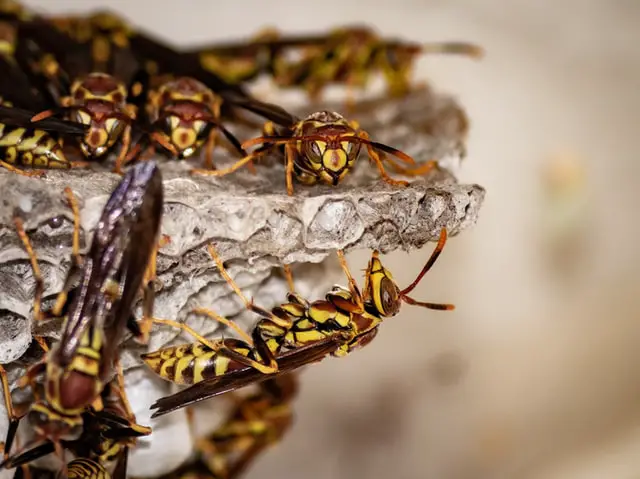 wasps gathering on the outside of their nest