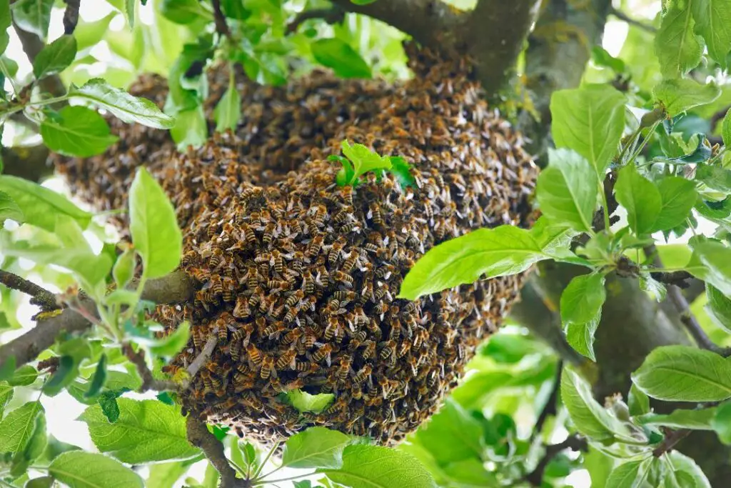 a swarm of bees positioned on a tree branch protecting the queen