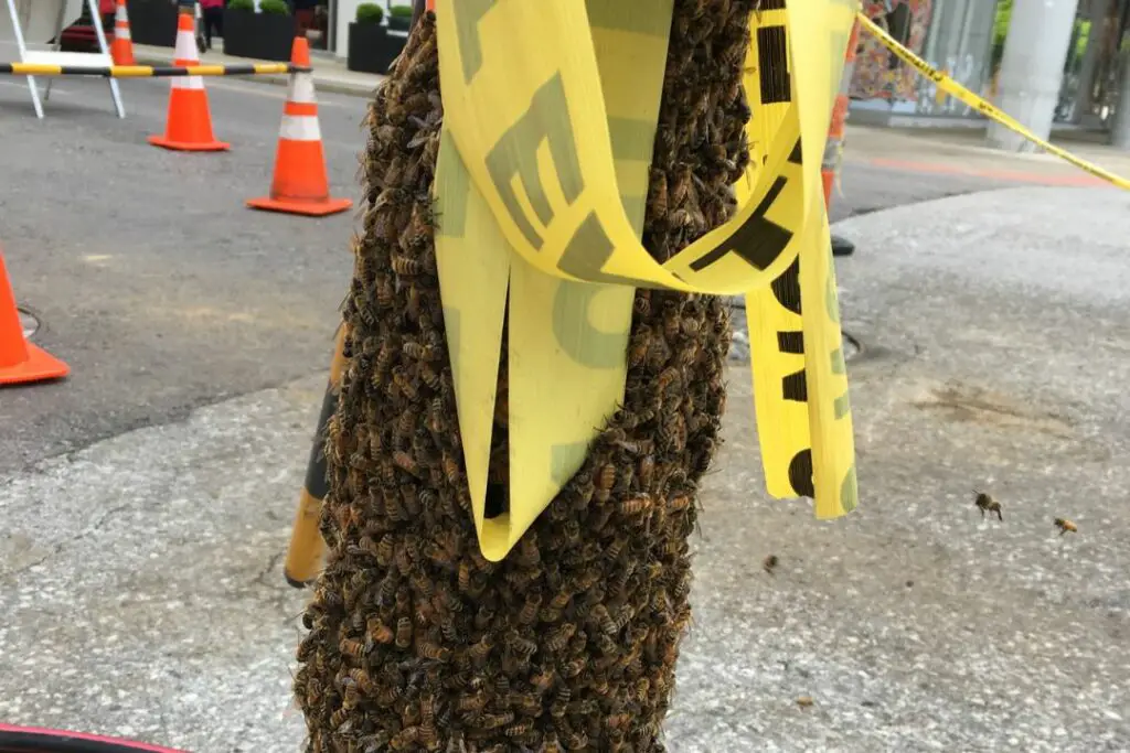 bees swarming a traffic cone in the city