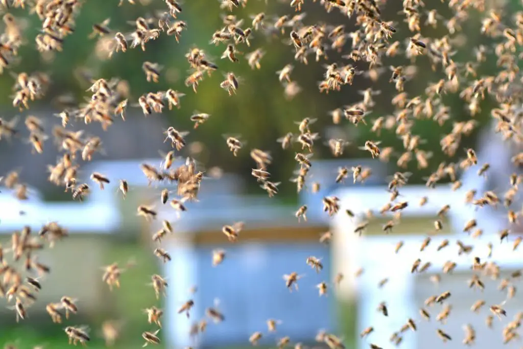 hundreds of honey bees swarming in mid air