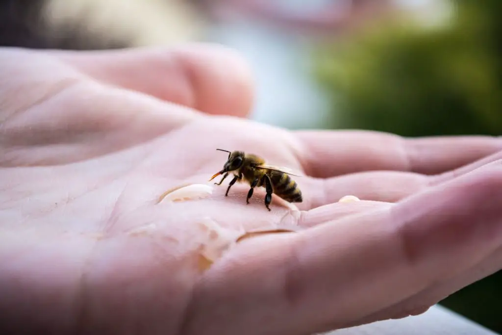 reviving a bee with sugar water