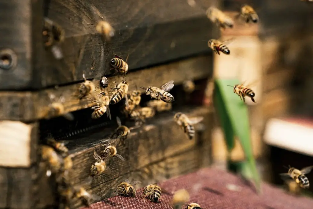 bees entering wooden bee hotel