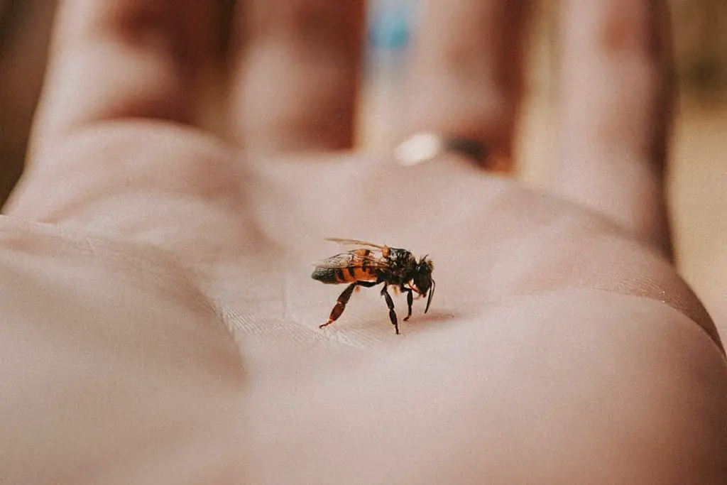someone holding a bee in their hand