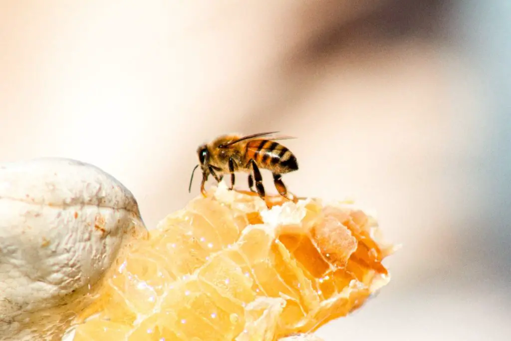 bee resting on honeycomb