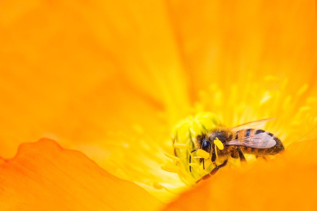 honeybee collecting nectar