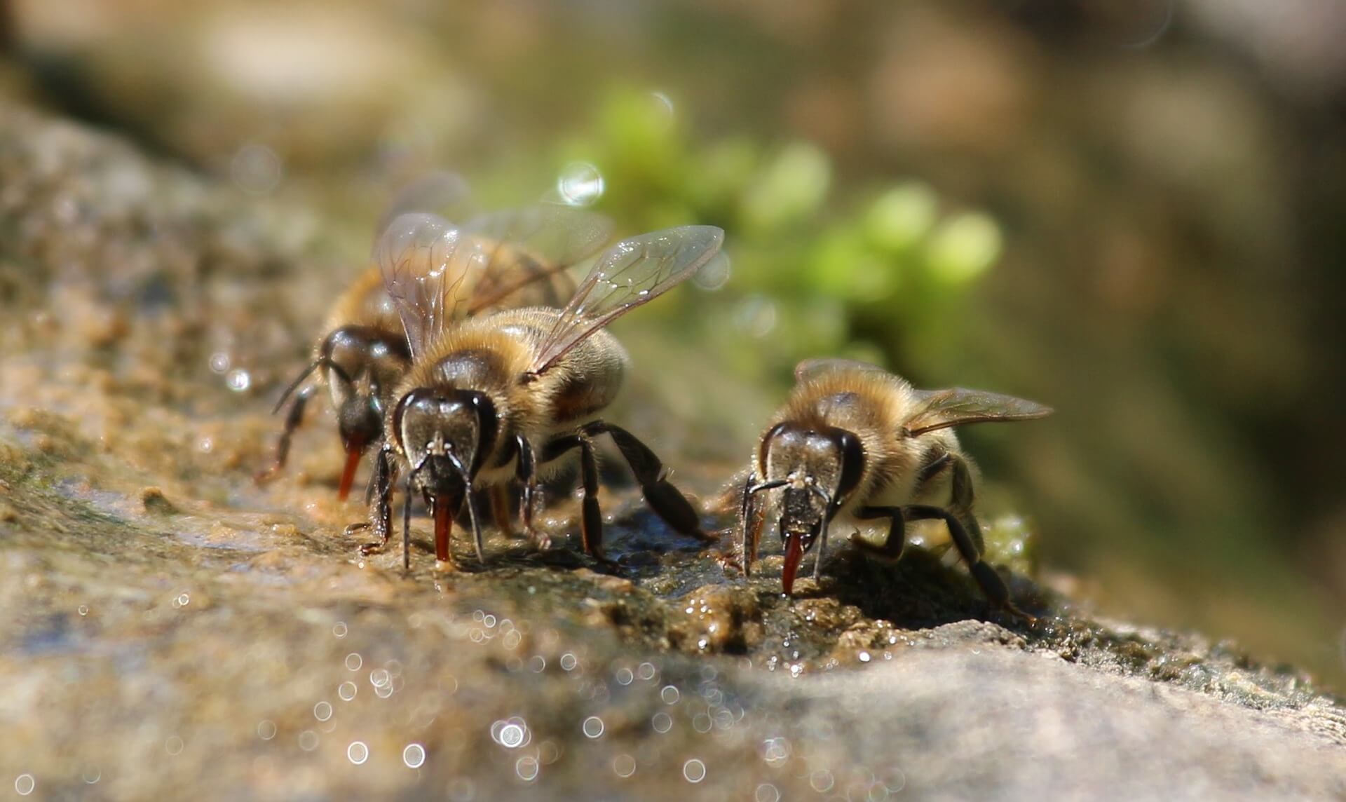 three bees drinking