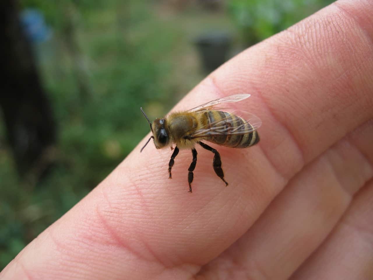 help revive a bee holding in hand