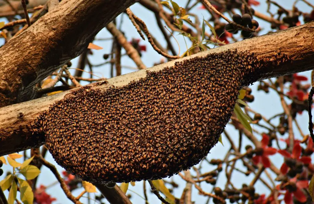 bees swarming on tree branch