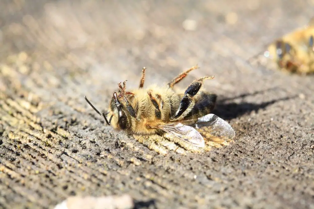 honey bee dead after stinging