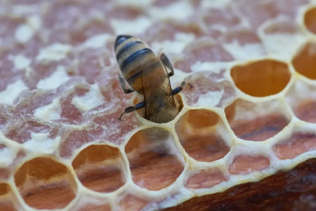 why do bees make hives
