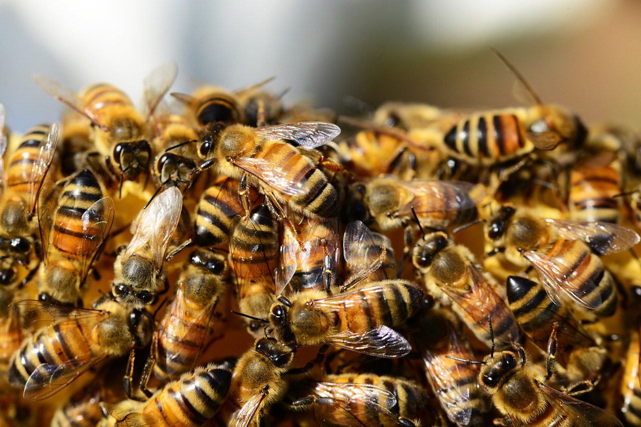why do bees swarm