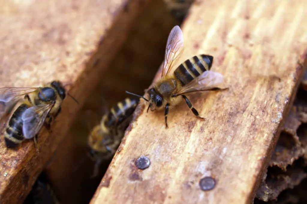 worker bees on wooden hive