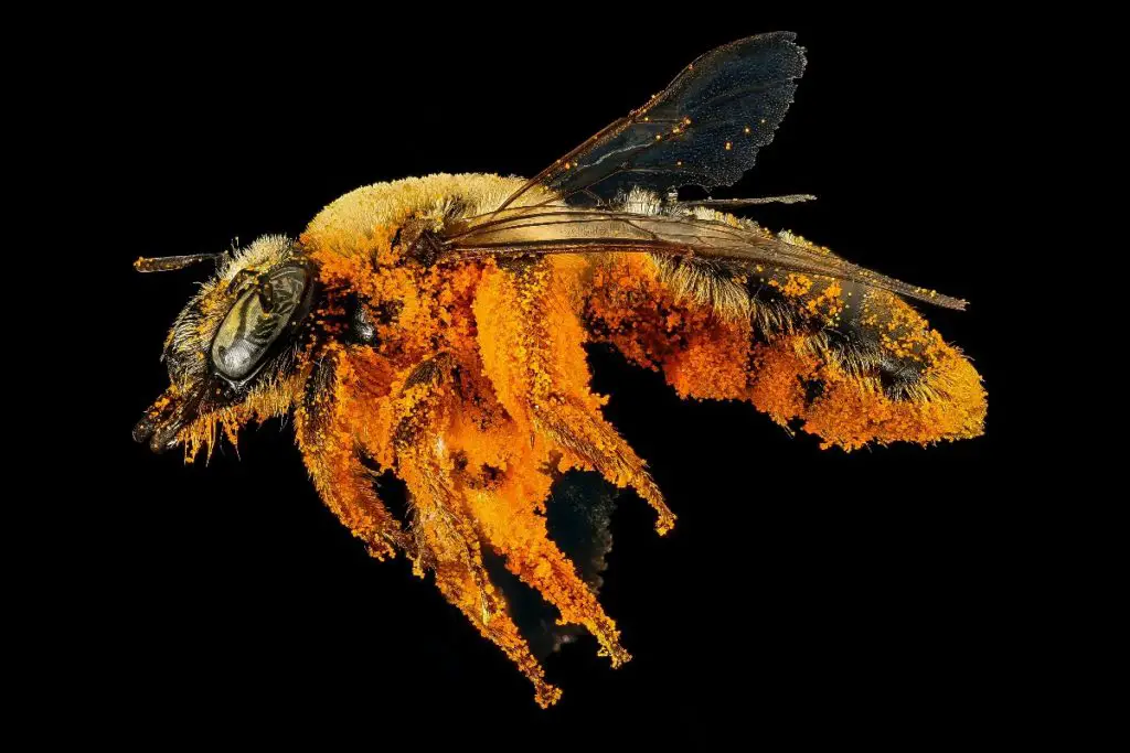bee covered in pollen