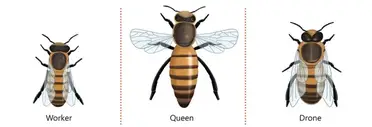 Types of Honey Bees - Carolina Honeybees