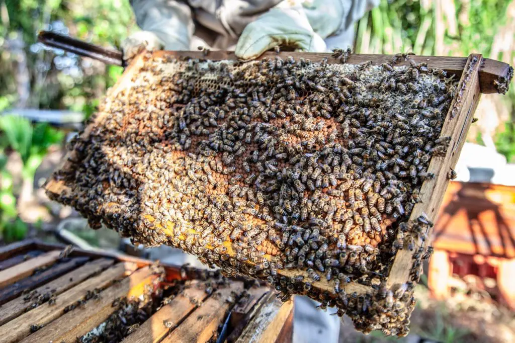 different types of bees in a hive
