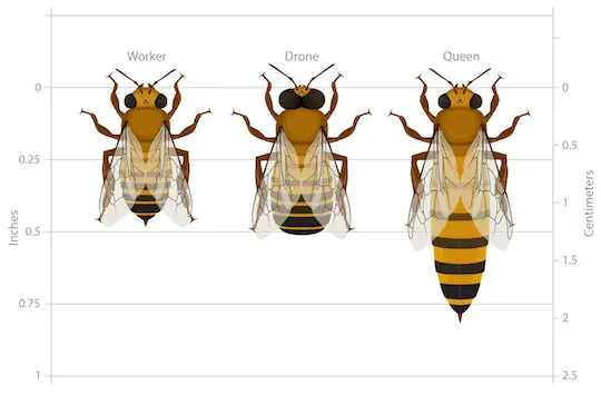 3 types of bee in a hive sizes