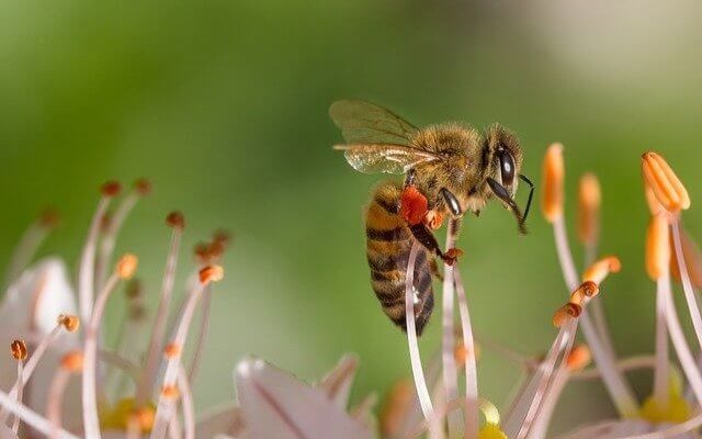 honeybee resting