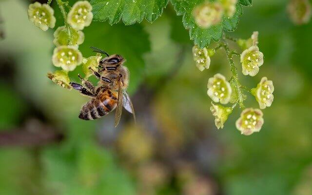 bee collecting pollen and nectar