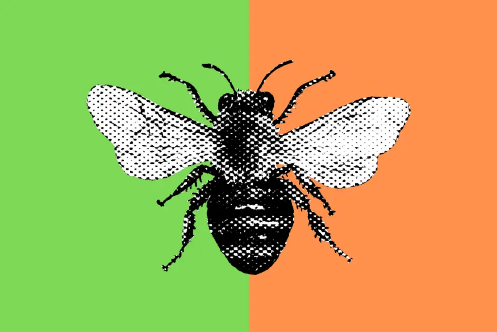 dual tone bee on green and orange background