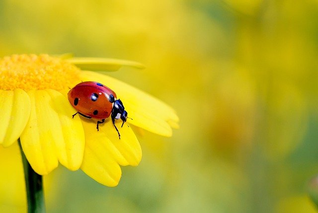 ladybug beetle crawling on a yellow flower