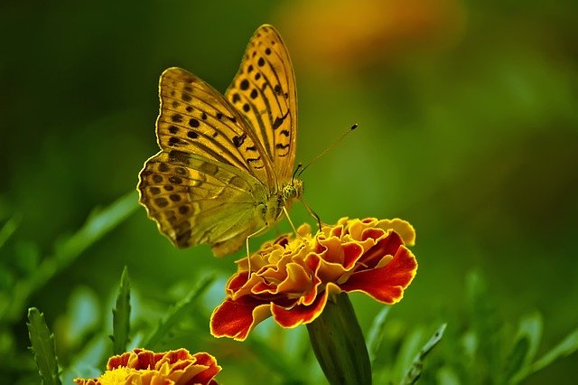 butterfly pollinating a plant