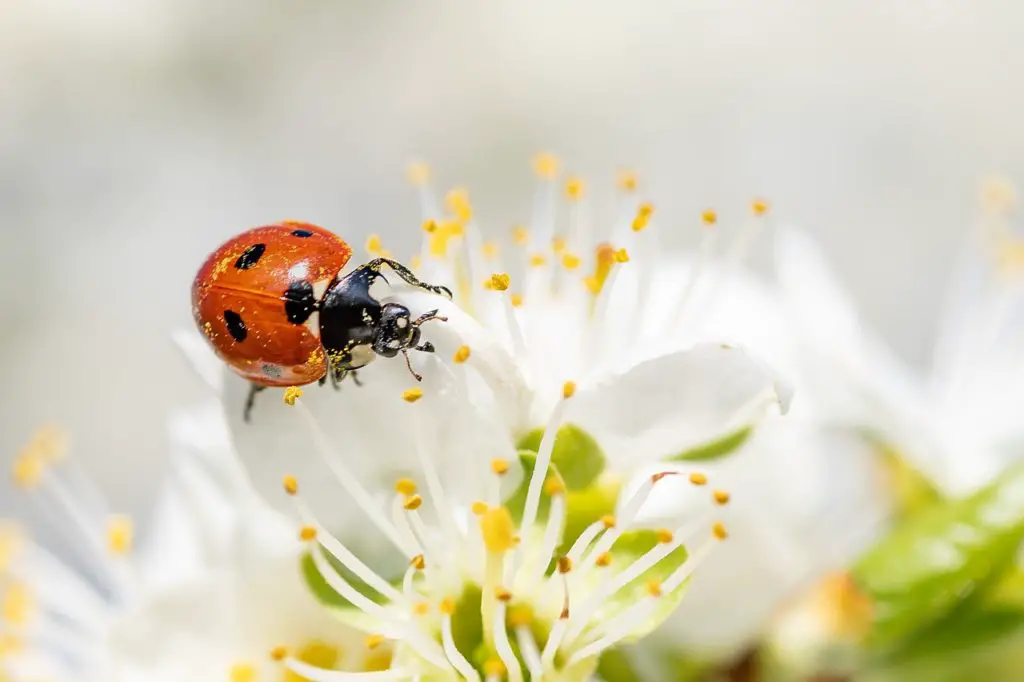ladybug covered in pollen