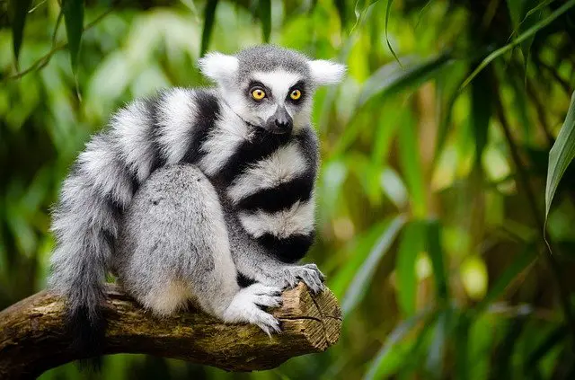 lemur sitting o a tree in the jungle