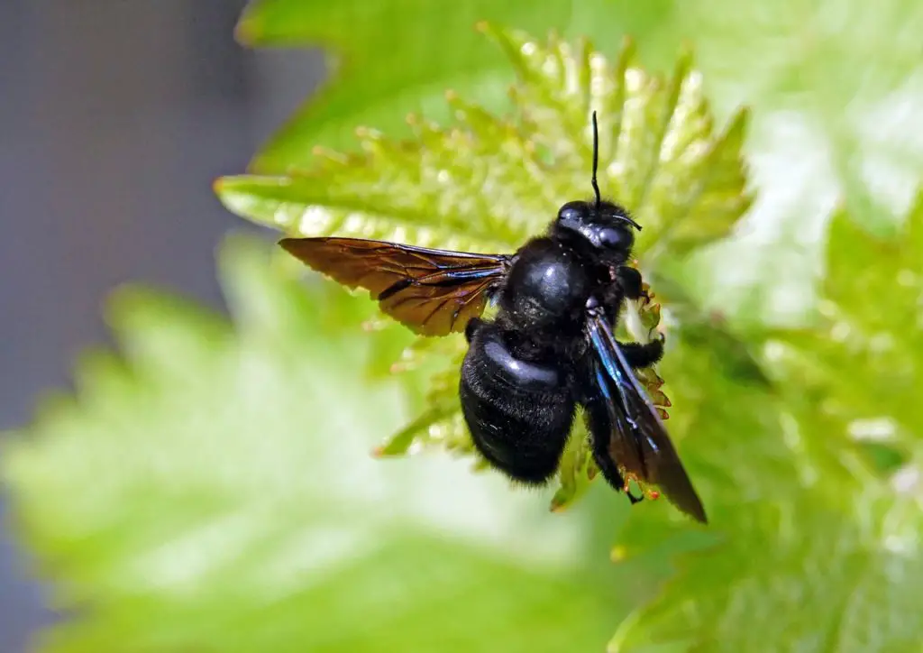 solitary bee collecting nectar from a plant