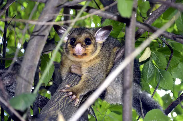 possum in a tree surrounded by leaves