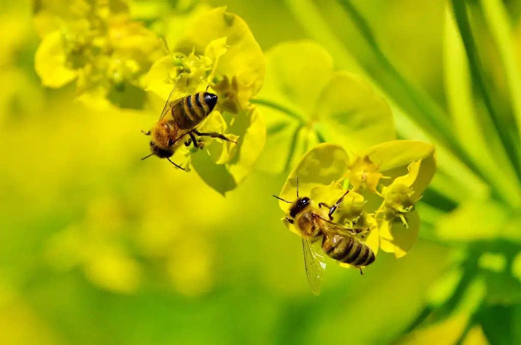 bees pollinating food supply