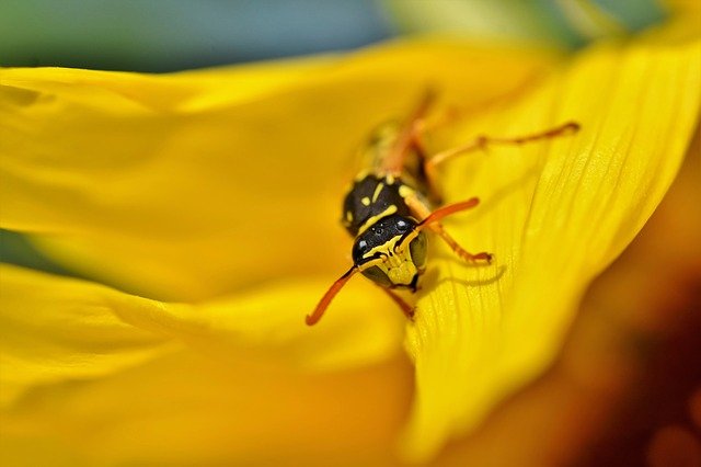 pollinator wasp