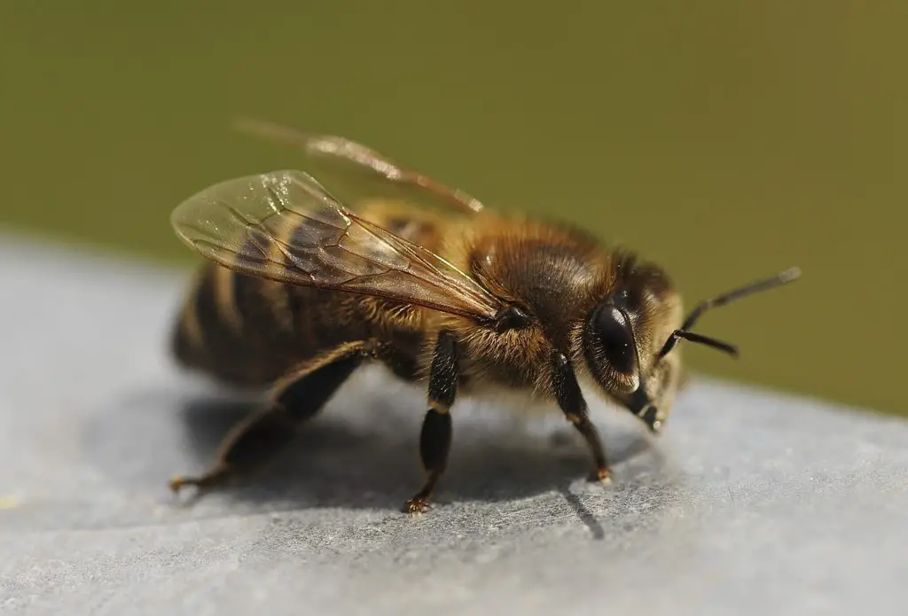 a grounded bee