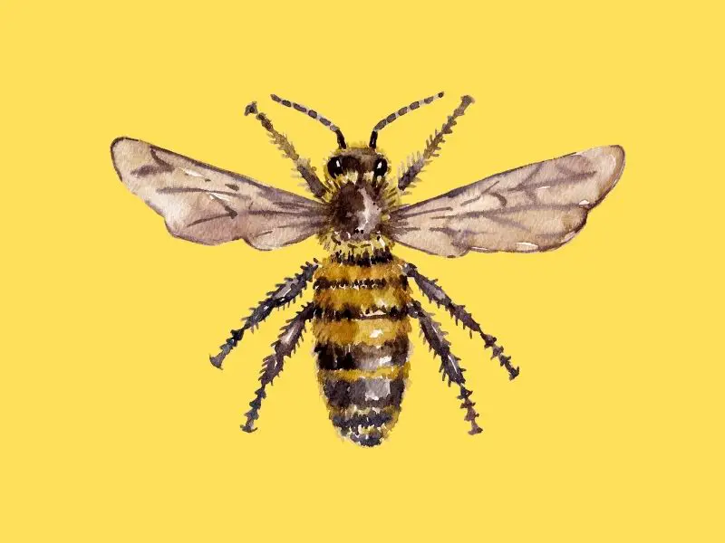 watercolour honeybee on orange background