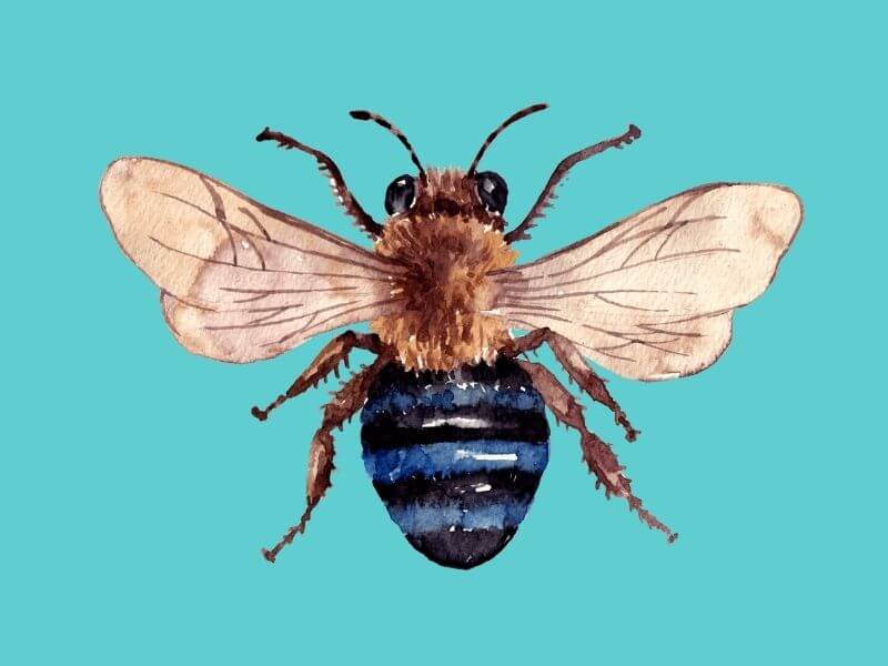 watercolour Blue banded bee on a blue background