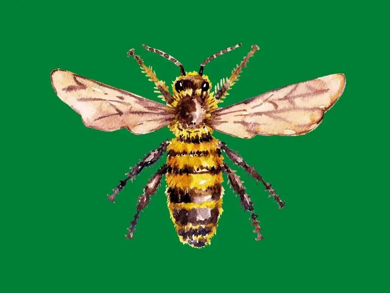 honeybee on a dark green background