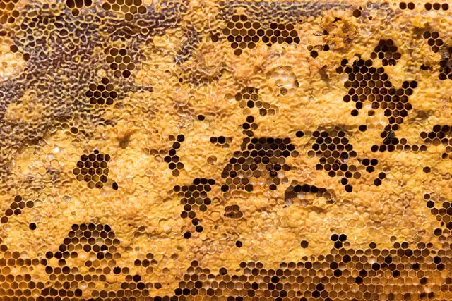 the inner working of a hive