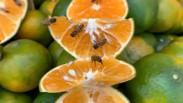bees feasting on the sugary inside of a fruit