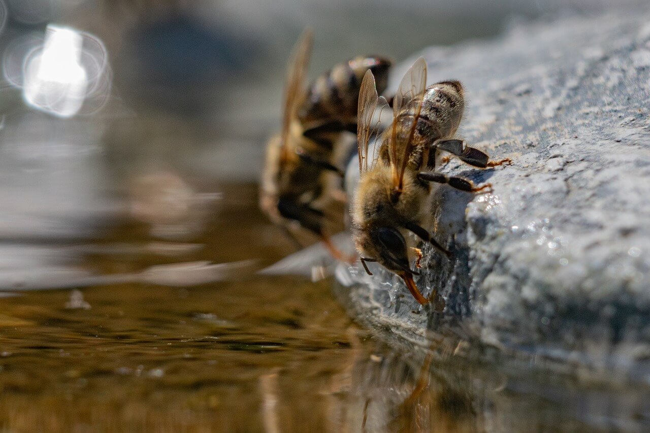 a bee drinking precariously close to water