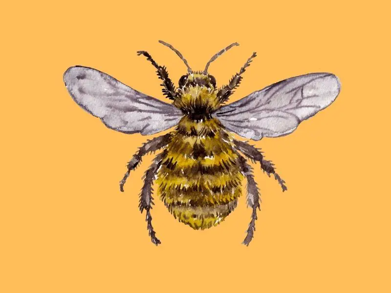 golden northern bee watercolour on an orange background