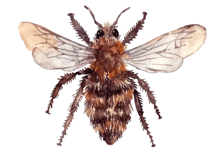 Brown-Banded Carder Bee