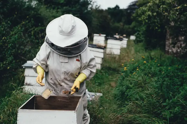 a beekeeper tending to the hive