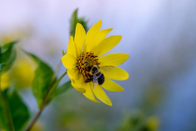 honeybee foraging for nectar image