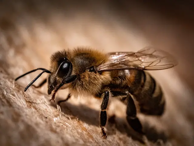 a close up shot of  honeybee