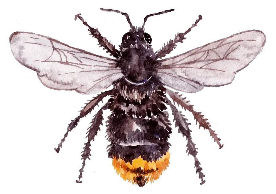 red-tailed cuckoo bee