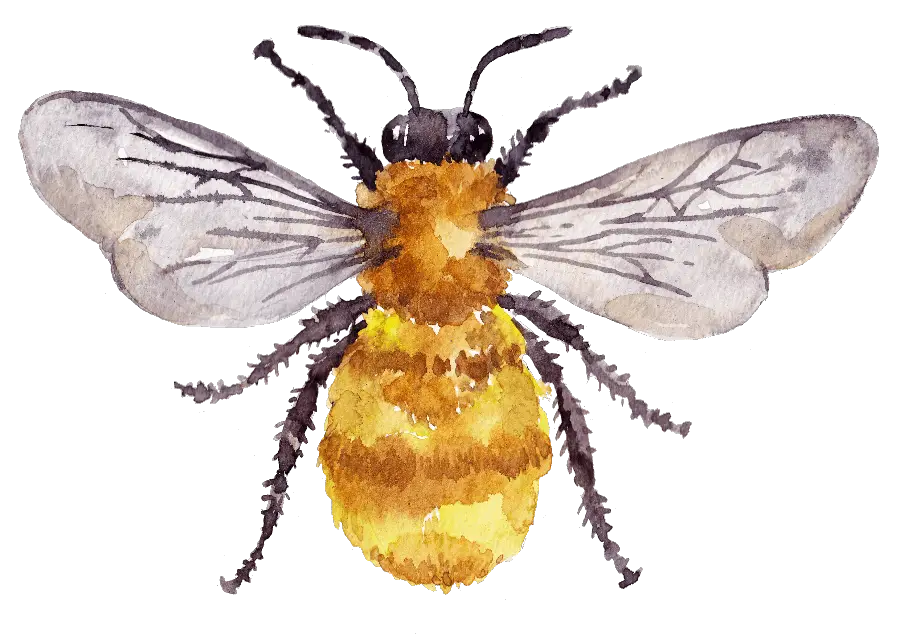 Moss Carder Bee