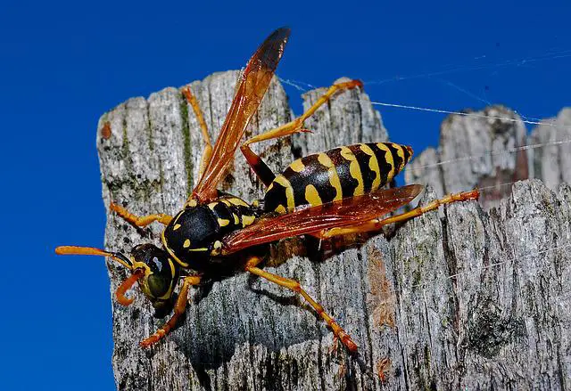 a queen wasp on a piece of wood