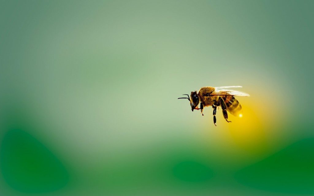 bee farting mid air
