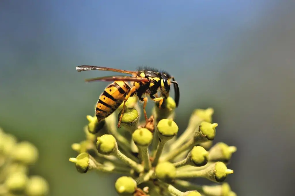 queen wasp waiting on a flower